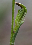 Pterostylis parviflora 1 Red-tip Greenhood(a)